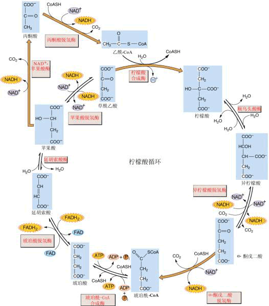 5-6 三羧酸循环的反应过程